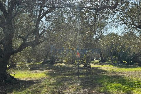 Landejendom i Ostuni, Brindisi, Ostuni - € 53.000 | Ref: 172821 - foto 7